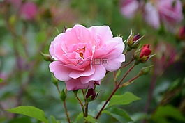 夏天,祝贺,ros