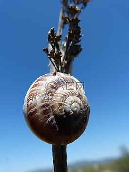 蝸牛,性質(zhì),藍色