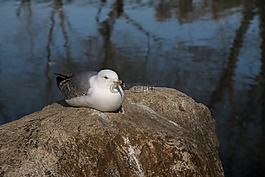 動(dòng)物,鳥,性質(zhì)