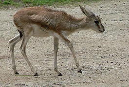 瞪羚,嬰兒,野生動物