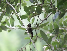 鳥,蜂鳥,樹