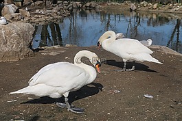 動(dòng)物,鳥,性質(zhì)