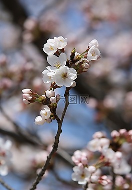春天,大自然,春天的花朵