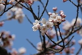 春天,大自然,春天的花朵
