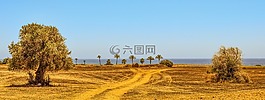 樹,原野,農(nóng)業(yè)