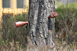 松,注射樹,樹干注射
