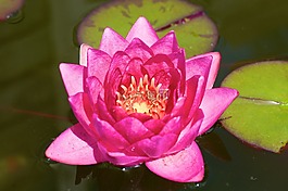花卉,性質,莉莉