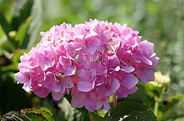 粉紅色,花,關(guān)閉