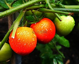 番茄,蔬菜,食品