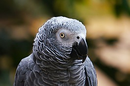 動物,性質(zhì),鳥