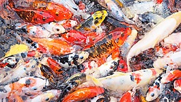 錦鯉,東方魚,魚