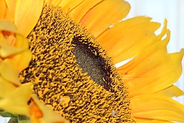 太陽(yáng)花,廠,花