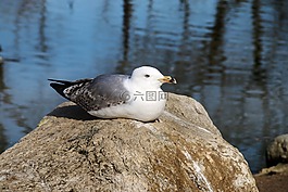 動物,鳥,性質(zhì)