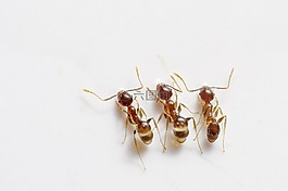 螞蟻,bug,昆蟲