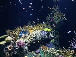 海,海洋,水