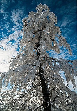 樹,雪,霜
