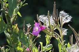 開花,綠色,草地