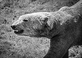 icebear,动物,毛皮