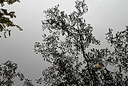 水,反思,葉子