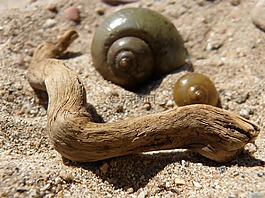 蝸牛,海灘,靜物