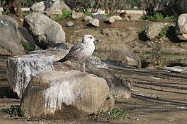 動(dòng)物,鳥,性質(zhì)