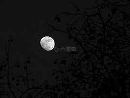 月亮,木材,天空