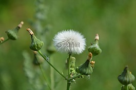 白鹭,水果花,上一页