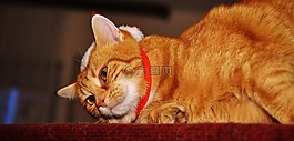 猫,宿醉,红色