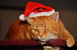 猫,宿醉,红色