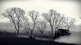 樹,霧,性質(zhì)