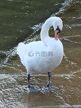 天鵝,清潔,鳥