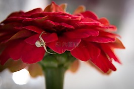紅色,花,白