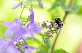 蜜蜂,花,特寫