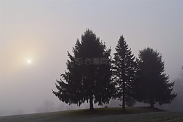 霧,樹,上午