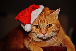 猫,宿醉,红色
