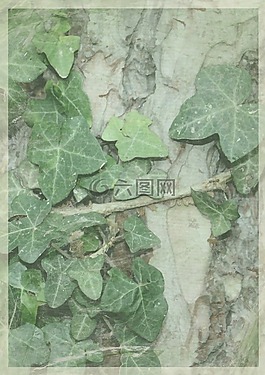 葉,背景,綠色