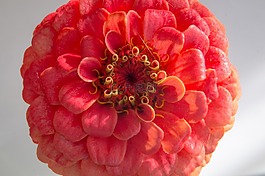 紅色,花,特寫