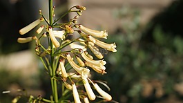 廠,花,開花