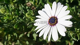 花,鵝花,雛菊