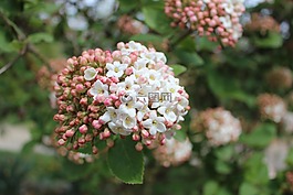 鮮花,春天,粉紅色