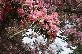 開花,觀賞櫻花,春天