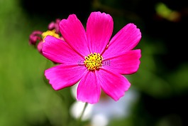 宇宙,鲜花,粉红色