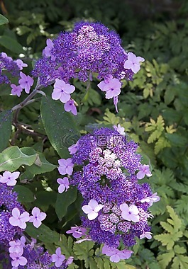 繡球,充滿活力的藍(lán)色,花園