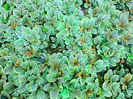 葉,成長,植物