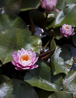 開,粉紅色,蓮花