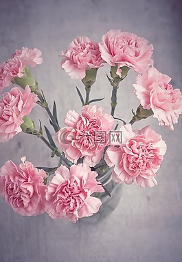 丁香,鮮花,粉紅色