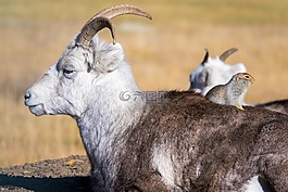 山羊,野生動物,自然