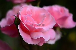 玫瑰,花卉,性質(zhì)