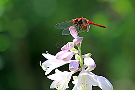 蜻蜓,昆蟲,打破