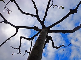 樹,傘,天空